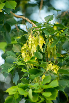 Dalbergia sissoo sissoo tree growing in natural environment.