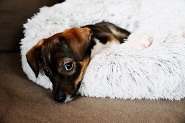 Adorable Small Puppy Dog with Big Eyes Lying Down on Soft White Faux Fur Cushion © Karen Images