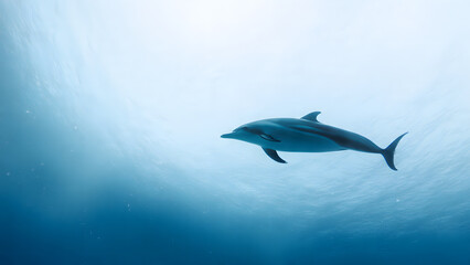 Minimalist Dolphin Swimming in Clear Ocean