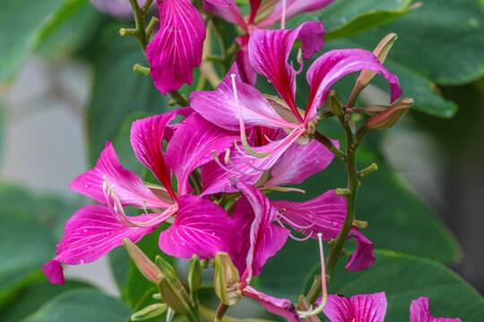 Bauhinia &times; blakeana commonly called the Hong Kong orchid tree, is a hybrid leguminous tree of the genus Bauhinia. 