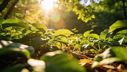 Obraz premium Fresh Green Leaves Growing in Sunlight Nature Background