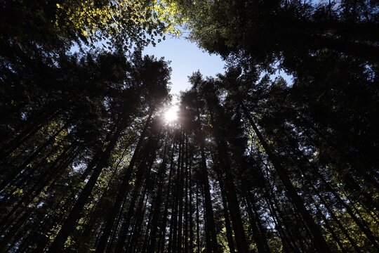 Dense coniferous forest in the Casentinesi Forests, Monte Falterona and Campigna National Park in Tuscany, Italy.