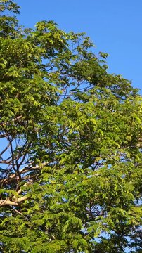 Tree against blue sky. leaves and branch movement from wind. sun rays gently gleam through Green leaves. A sunny day. Bottom view