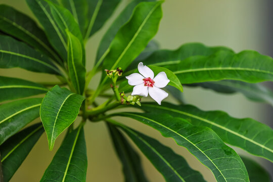 Flowers of sea mango. Cerbera manghas commonly known as the sea mango, wawai, pink-eyed cerbera, tangena or bintaro is a small evergreen coastal tree.