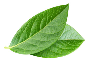 Obraz premium Blueberry leaves isolated on transparent background. Blueberry leaves PNG.