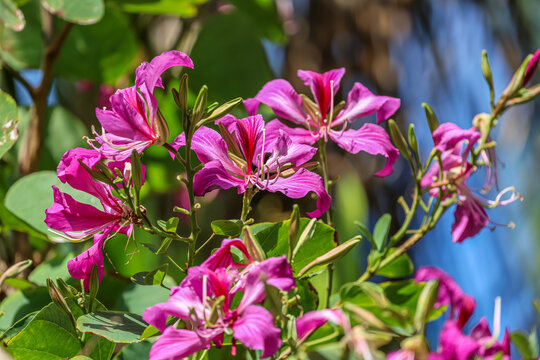 Bauhinia &times; blakeana commonly called the Hong Kong orchid tree, is a hybrid leguminous tree of the genus Bauhinia. 