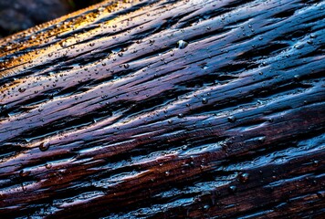 Textured Wet Wood with Glistening Water Drops Reflecting Warm and Cool Light