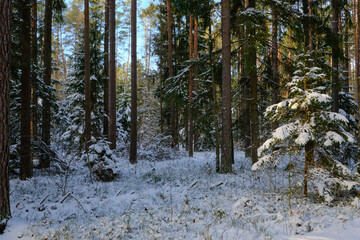Wintertime landscape of snowy deciduous stand