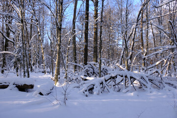 Wintertime landscape of snowy deciduous stand