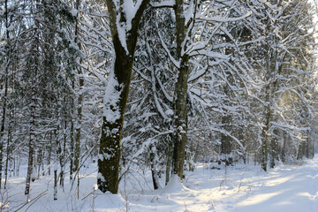 Wintertime landscape of snowy deciduous stand