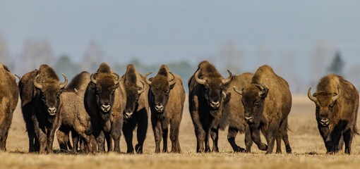 European bison(Bison bonasus) grazing in sunny day