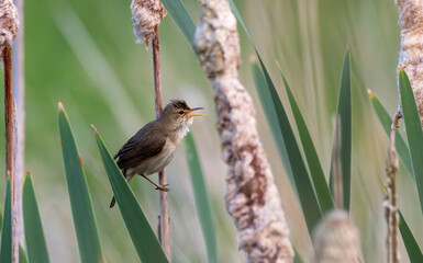 Common Reed Warbler(Acrocephalus scirpaceus) among bulrush blades calling