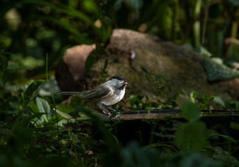 Adorable black-capped Coal Tit(Poecile ater) standing on birdbath