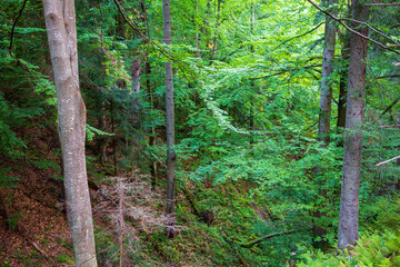 Natural mixed stand of Bieszczady Mountain region