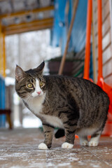 A tabby cat with white paws stands on a snowy surface near a colorful building. The cat has green eyes and a round body, showcasing its playful demeanor.