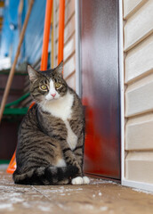A tabby cat is sitting near the front door.