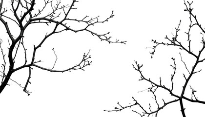 Silhouetted tree branches against a stark black background, hinting at winter