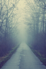 Foggy path disappearing into bare winter forest