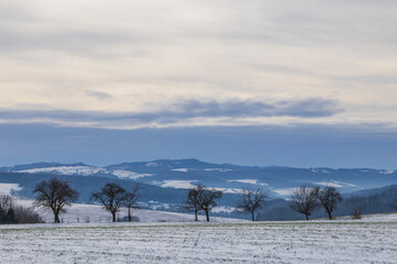 Bare trees standing on snowy field with hills in Zlinsky kraj, Czechia