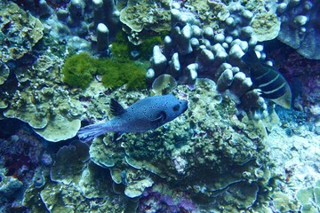 Blackspotted Pufferfish in the Andaman Sea – Thailand © Markus S.