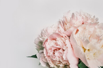 Pink peonies bouquet displaying soft pastel colors and covered with dewdrops