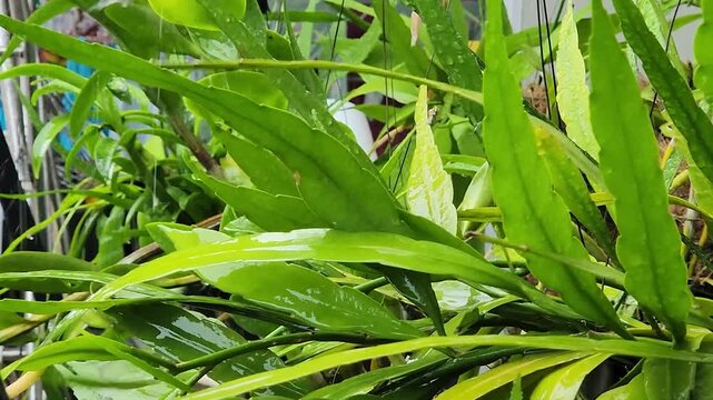 Rain washed ornamental leaves forming abstract green pattern. Glossy tropical plant texture ideal decorative background. Fresh rainwater coating vibrant elongated foliage design.