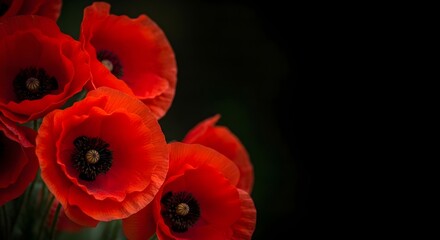 Obraz premium Vibrant red poppies against dark background