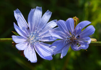 Fototapeta premium Blossom chicory (Cichorium intybus)