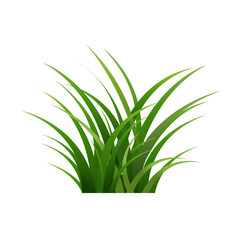Obraz premium green grass isolated on white background