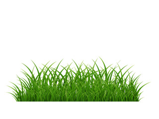 Fototapeta premium Green Grass Isolated White Background