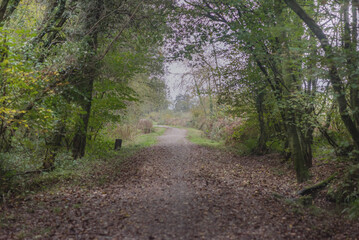 Obraz premium Magical sunlight rays filtering through a vibrant green and gold canopy onto a winding woodland trail covered in fallen leaves