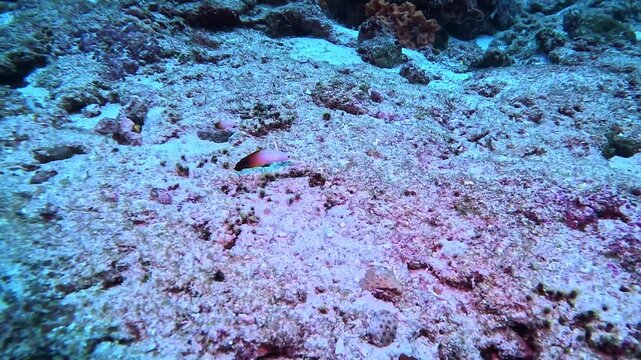 Several small Nemateleotris magnifica fish hovered over their home on a diving reef (Magnificent Fire Goby)