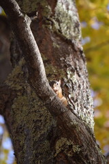 Squirrel In Tree
