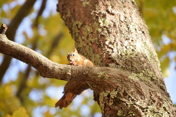 Obraz premium Squirrel In Tree