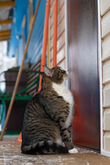 A tabby cat is sitting near the front door.