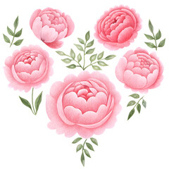 Pink peonies and green leaves on transparent background, beautiful floral illustration