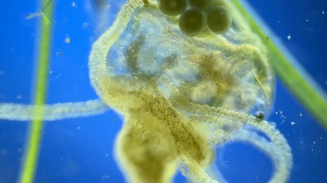 Hydra preying on Daphnia under the microscope at 40x Magnification