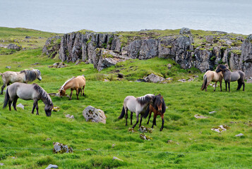 Obraz premium Icelandic horses in the wild in Iceland during the summer