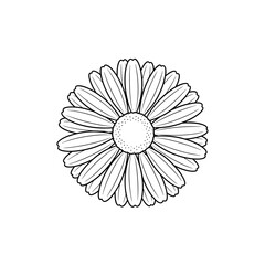 White daisy flower with yellow center isolated on black and white background