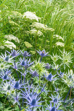 Eryngium planum Blaukappe Kleiner Mannstreu