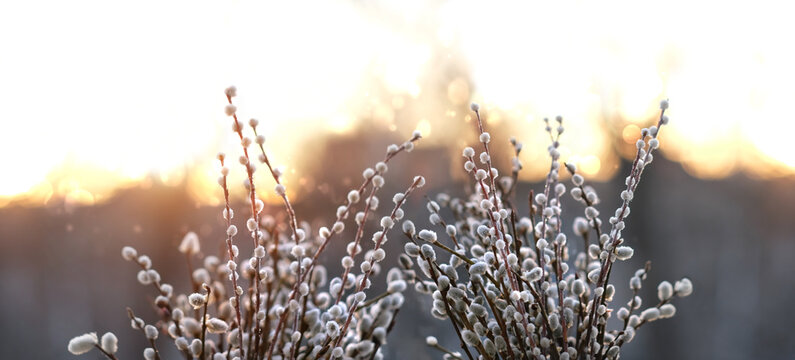 pussy willow twigs with fluffy buds on sunny nature abstract background. Spring artistic nature image with willow branches. symbol of early spring season, Palm sunday, Easter. banner. copy space