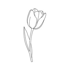vector illustration of tulip