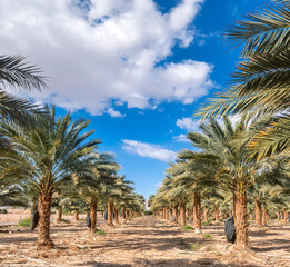 Plantation of date palms, concept of  sustainable agriculture industry in desert and arid areas of the Middle East