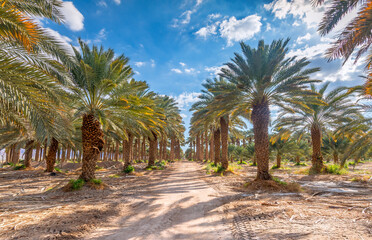 Plantation of date palms and countryside road, concept of  sustainable agriculture industry in desert and arid areas of the Middle East