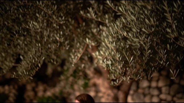 Jesus praying under olive tree.