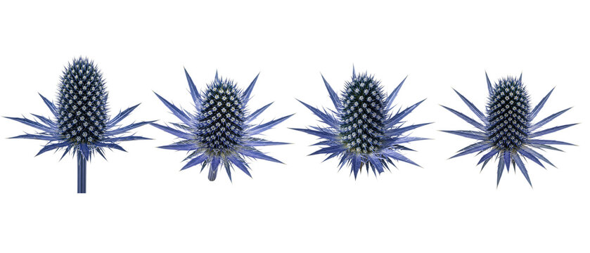 A collection of four blue Sea Holly thistle flowers isolated on a clean white background.