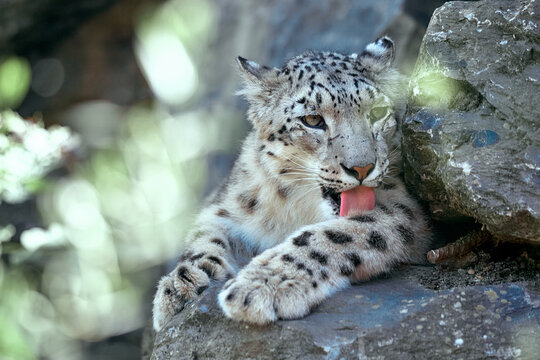 Panth&egrave;re des neiges 