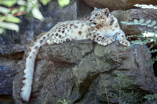 Panth&egrave;re des neiges 