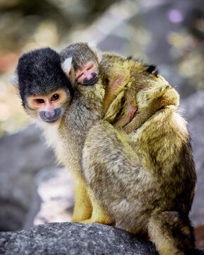 Maman sa&iuml;miri et son petit