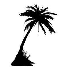 Palm palm tree summer silhouette © Vexels